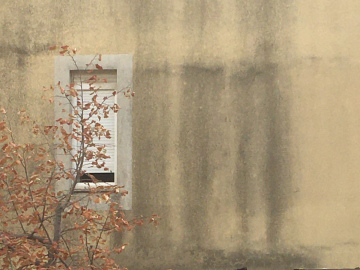 Ein einzelnes schmales Fenster in einer gelb-grauen Außenwand, davor eine dürre Baumkrone